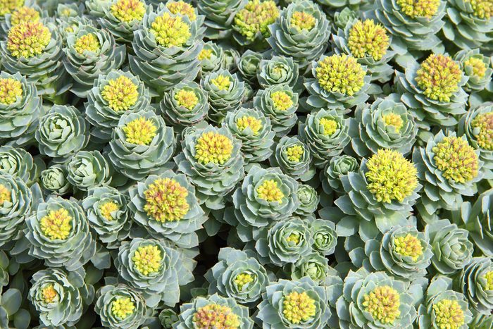 Rhodiola rosea plants outdoors green background