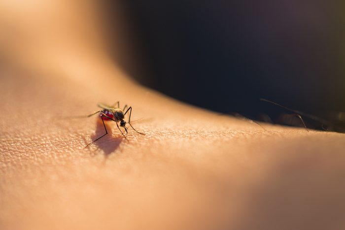 Mosquito on someone's shoulder