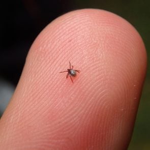 Tiny mite tick trying to bite n suck in middle of the forest in summer Probably he was searching some other animal like a dog, cat, wild boar, deer, bear, wolf, bird, ferret, or fox to parasite. vet