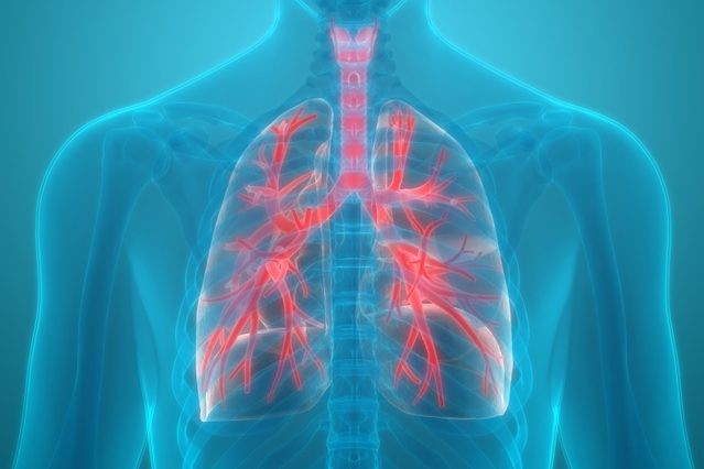 lung organ 3d medical illustration