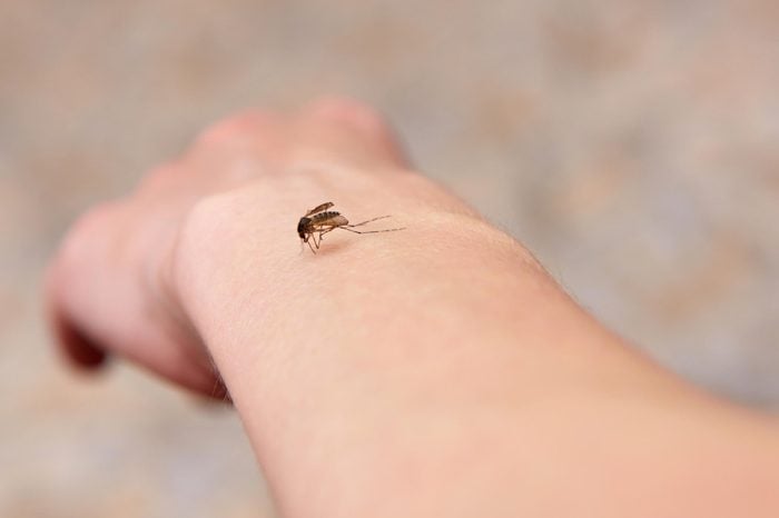 Big mosquito bites the girl in the arm