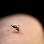 The Scientific Reason You Are (Or Aren’t) a Mosquito Magnet