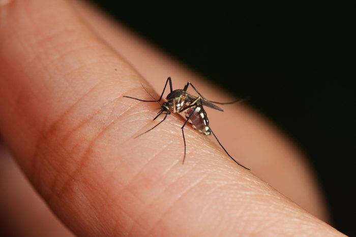 are blood-sucking mosquitoes