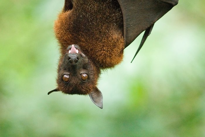 bat hanging upside down