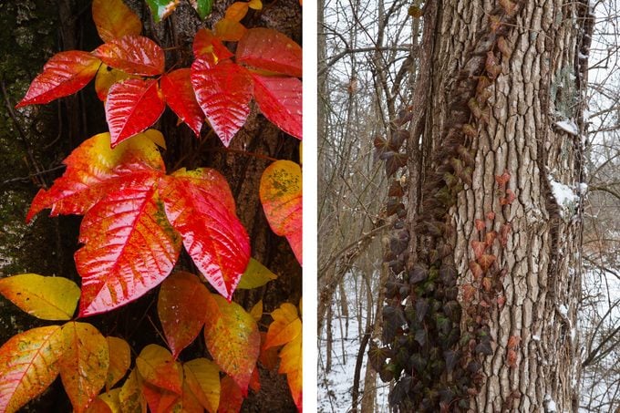 poison ivy fall and winter