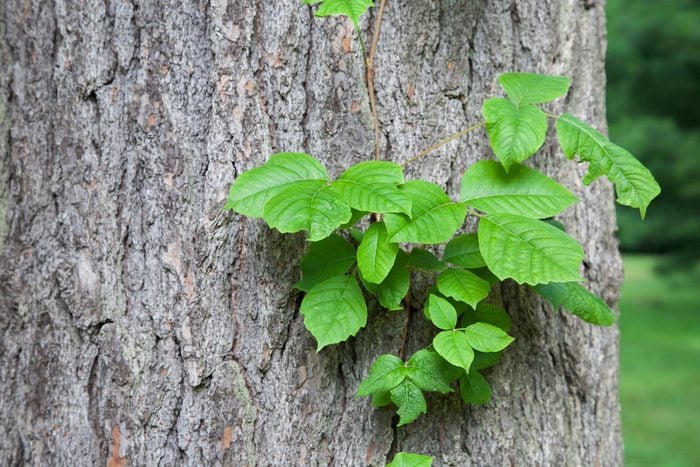 Poison ivy vine growing up the side of a mature tree.