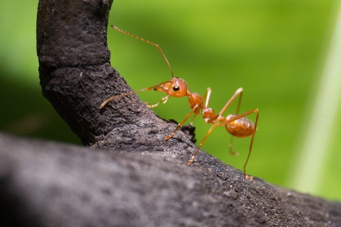 closeup of a red ant on a branch