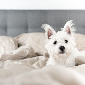 West Highland Terrier Puppy on Human Bed