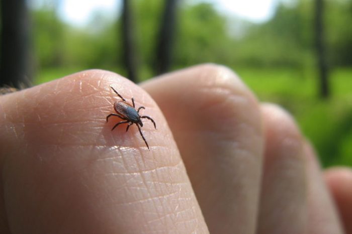 Tick insect on hand