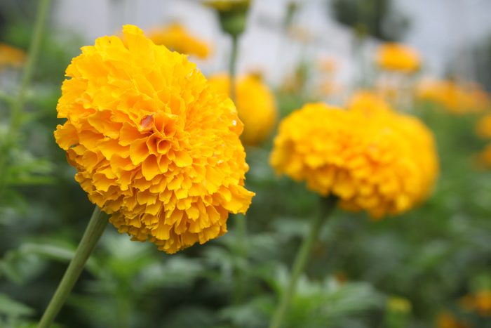 yellow marigold flower