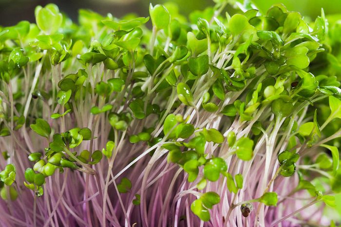 microgreen field, Group of green and purple sprouts growing out from soil, baby vegetables in sunshine.