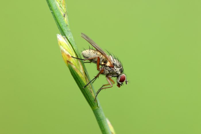 horse fly on a blade of grass