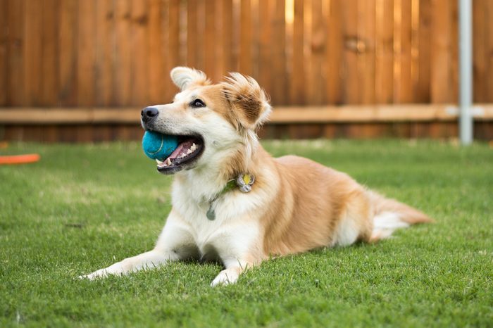 Happy Dog Laying in Backyard with Ball 