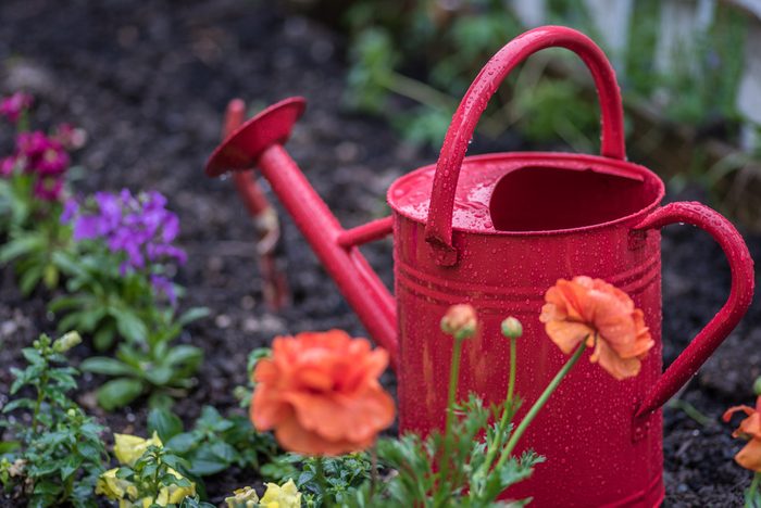 watering can and colorful flowers