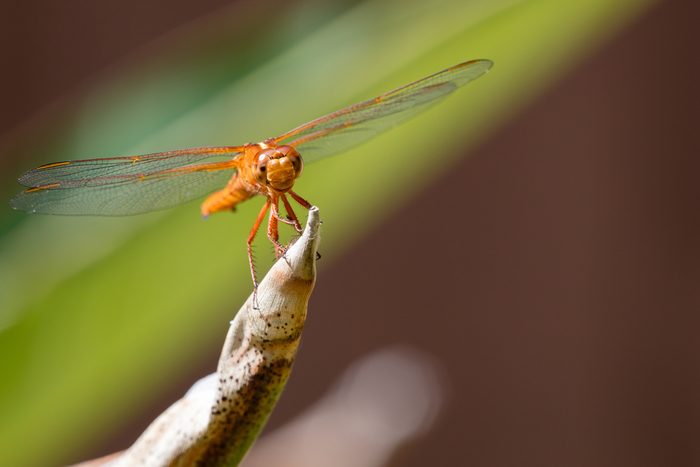 Dragonfly closeup