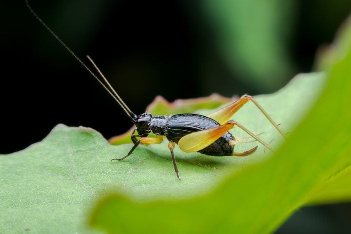 Cricket bug on leaf