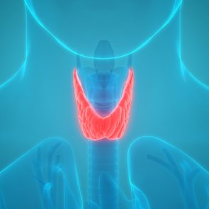Human Body Glands Anatomy (Thyroid Gland) Anterior View. 3D