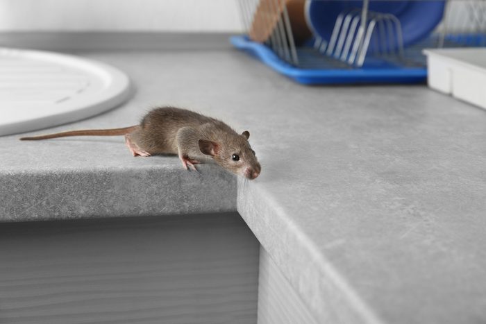 Cute little rat on table near sink