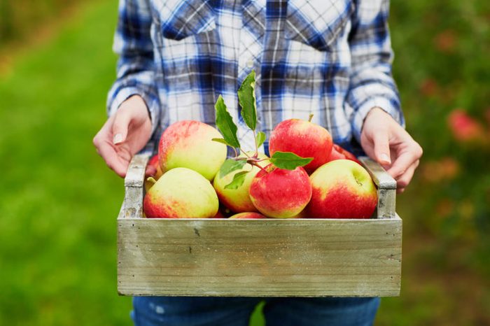 Closeup of woman's hands holding wooden crate with red ripe organic apples