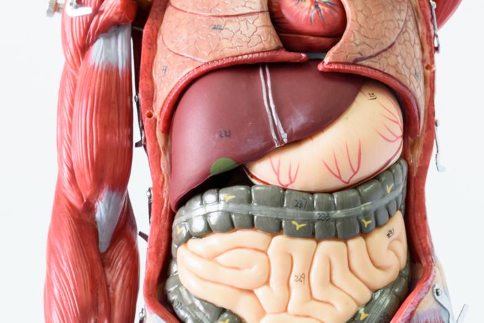 fake model of body organs