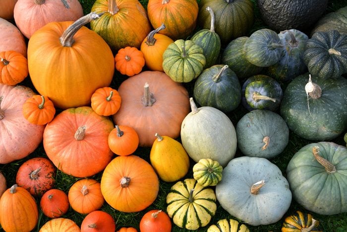 Colorful varieties of pumpkins and squashes. Color gradient background