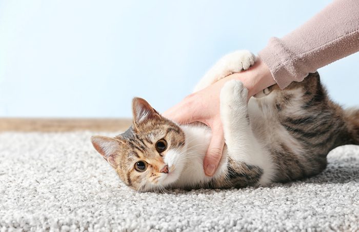 Cute funny cat playing with owner while lying on carpet at home