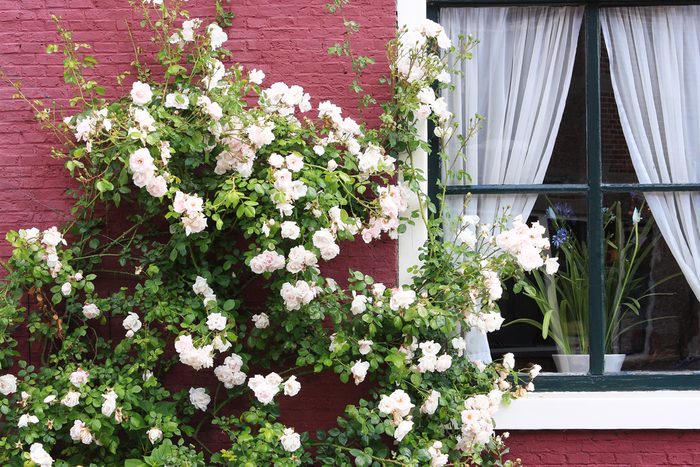 White rose bush in flower against red painted facade of a house