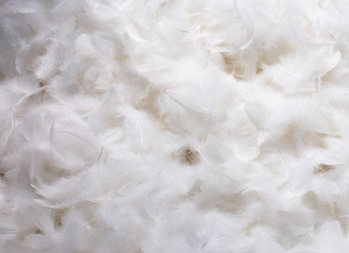 Close-Up of Pile of White Fluffy Feathers