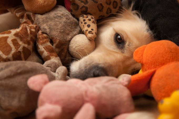 Golden retriever completely covered by pet toys