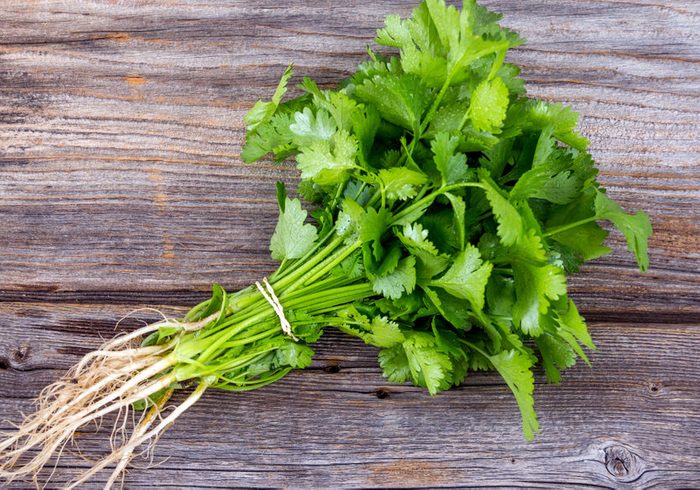 fresh coriander or cilantro bouquet on old wood table