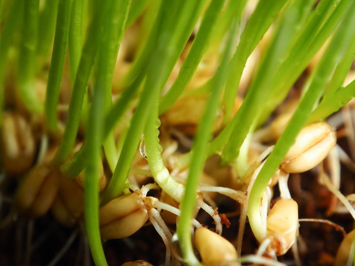 Close-up Fresh Wheatgrass plant organic for squeeze juice, Help prevent cancer and treatment red blood.