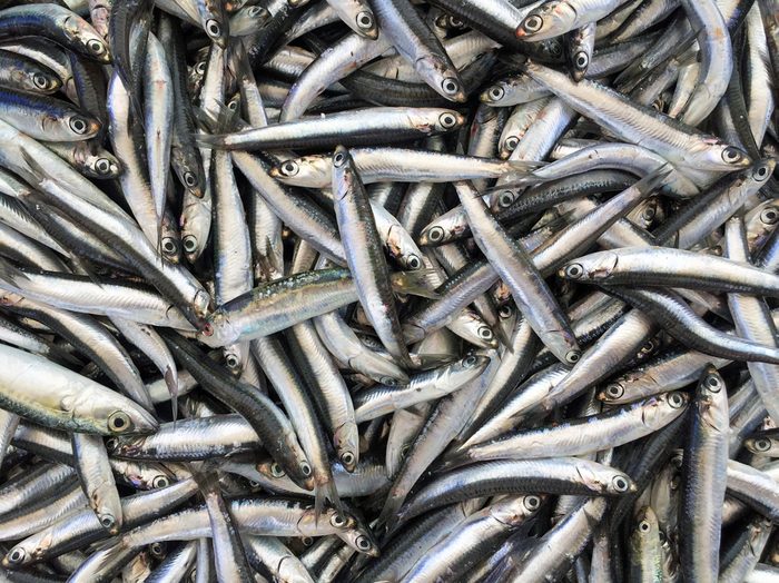 Fresh anchovies background