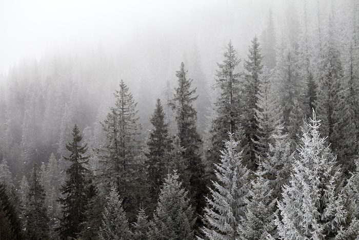 Frozen winter forest in the fog. Carpathian, Ukraine.