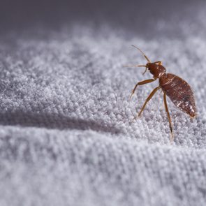 Bed bug Cimex lectularius 