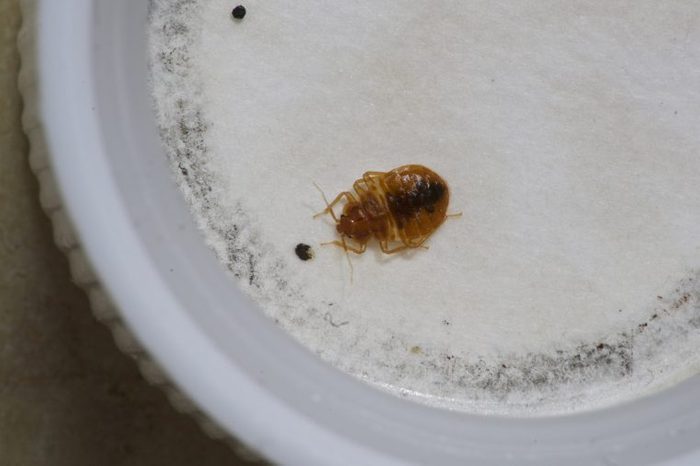 Bed Bugs In Your Car, Do Bed Bugs Stay In Blankets