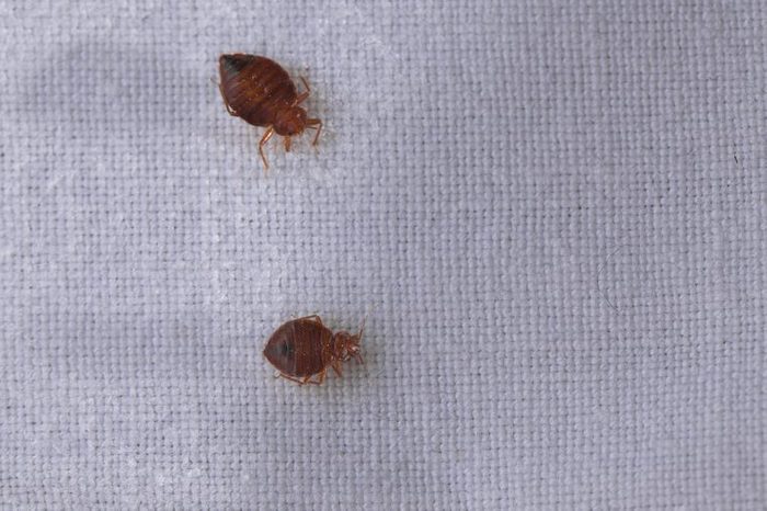 Bed bugs crawling on fabric.