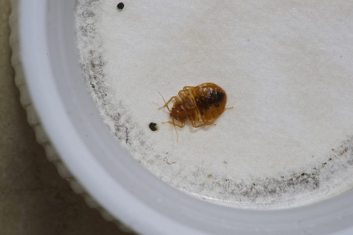 Bed bug in a white container.