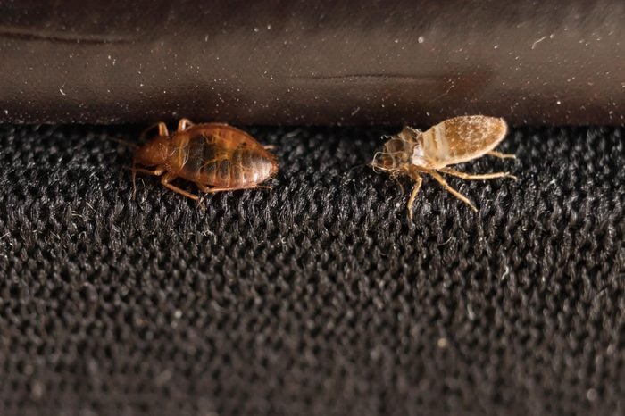 Exoskeletons of bed bugs.