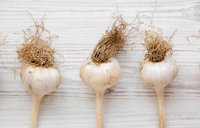 Garlic bulbs on white wooden table, overhead view. Copy space.