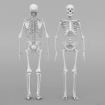 This Is How Long Your Skeleton Takes to Regenerate Itself
