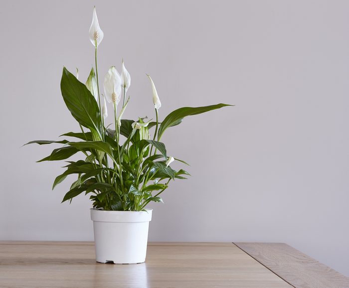 A pot of a peace lily houseplant on a dining table