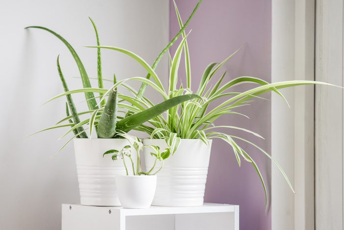 Three plants in a bright sunny corner of a house in shiny glazed white ceramic pots. Houseplants are aloe vera, spider plant, and pothos