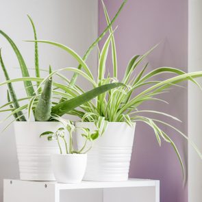 Three plants in a bright sunny corner of a house in shiny glazed white ceramic pots. Houseplants are aloe vera, spider plant, and pothos