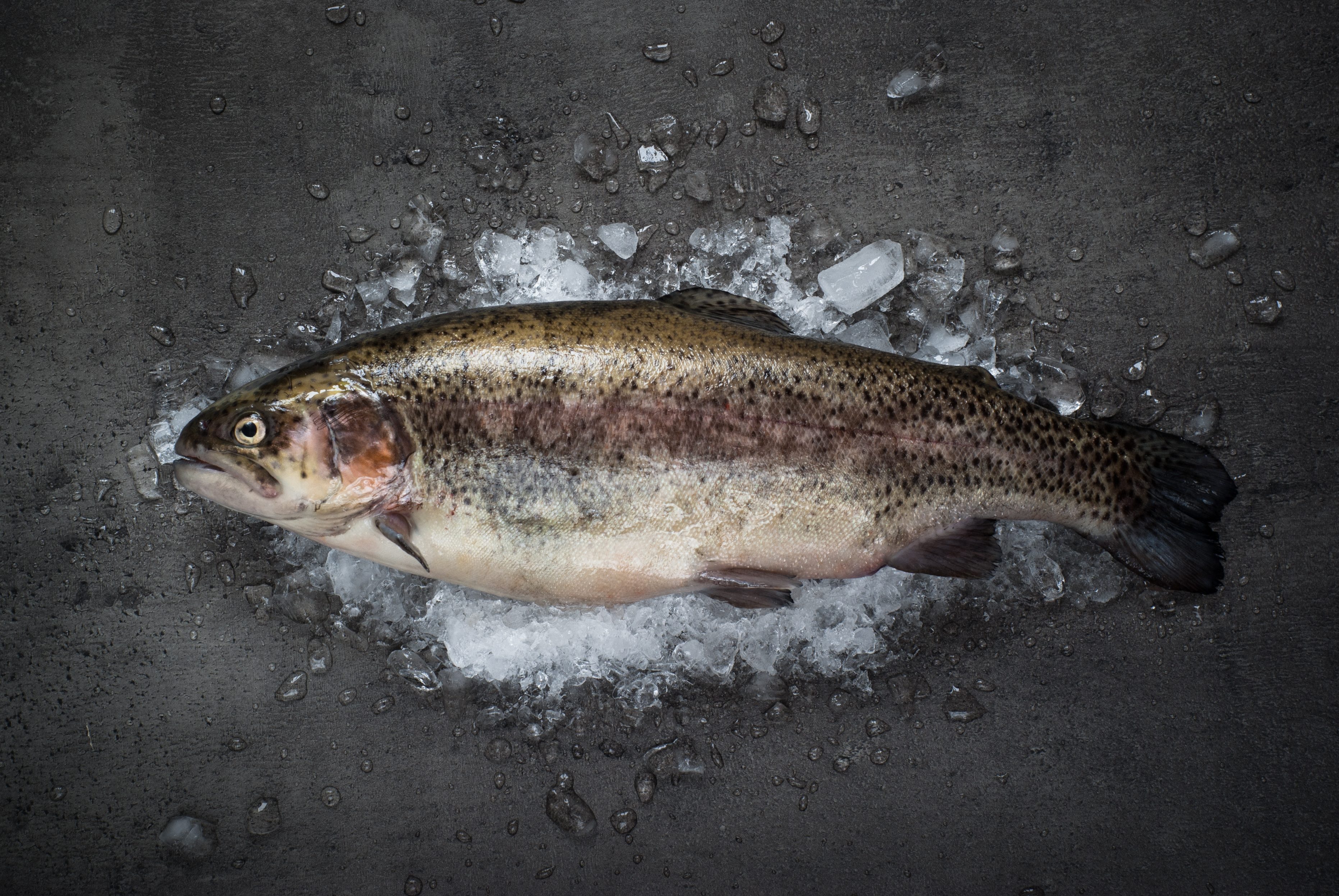 Raw brown trout on ice