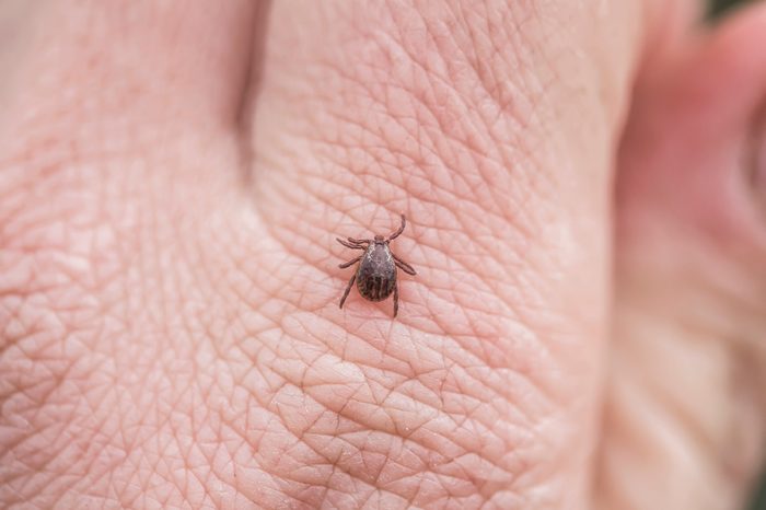 tick crawling on a person