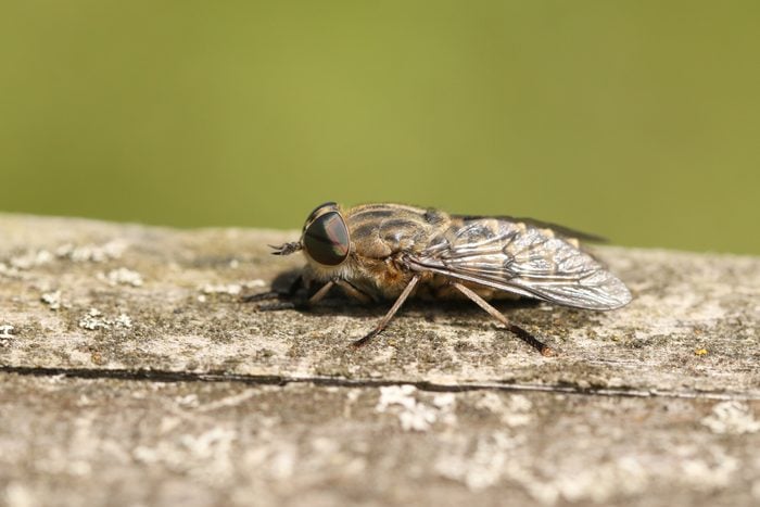 close up of horse fly