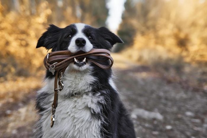 Border Collie Dog is holding a leather leash in its mouth.