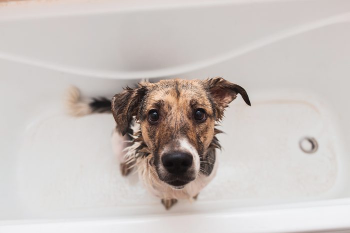 dog in bath tub looking up at camera