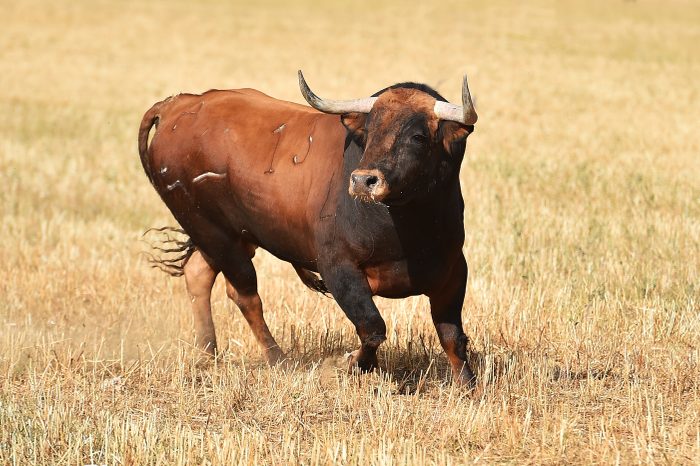 bull running in the field