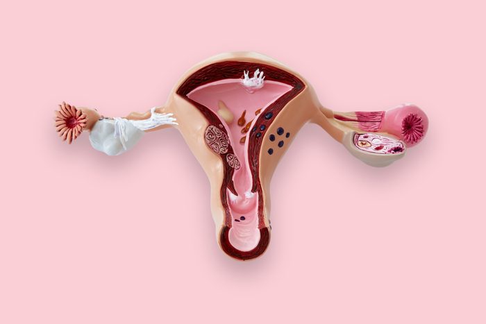 ovary female reproductive system model on pink background